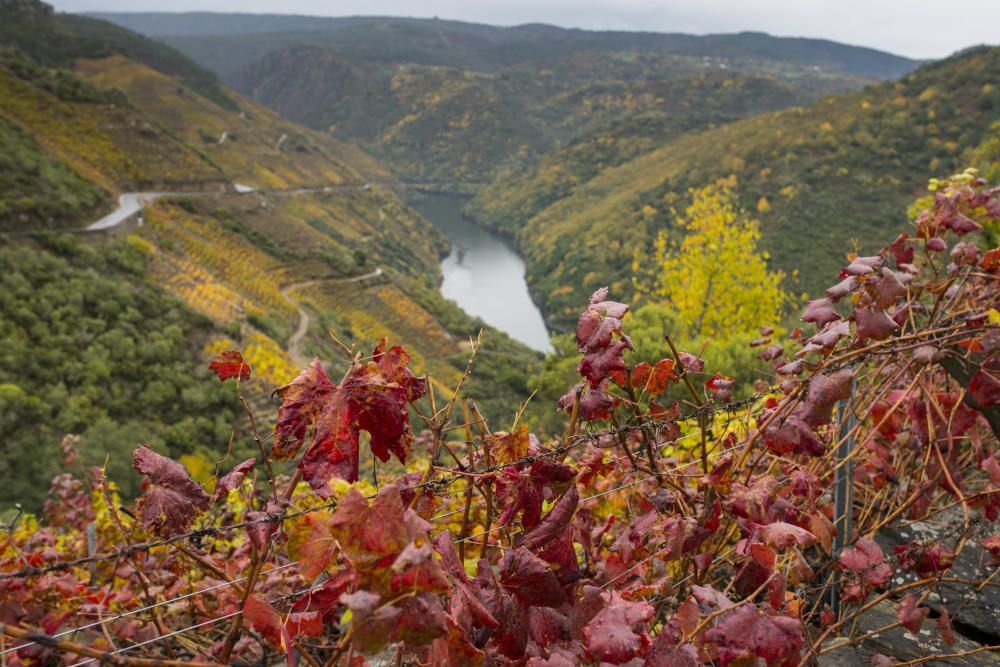 La Ribeira Sacra luce estos días unos hermosos colores otoñales // Brais Lorenzo