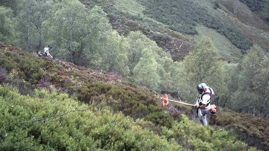 Tareas de desbroce que se realizaron en los montes de Caleao para mejorar el hábitat del urogallo.