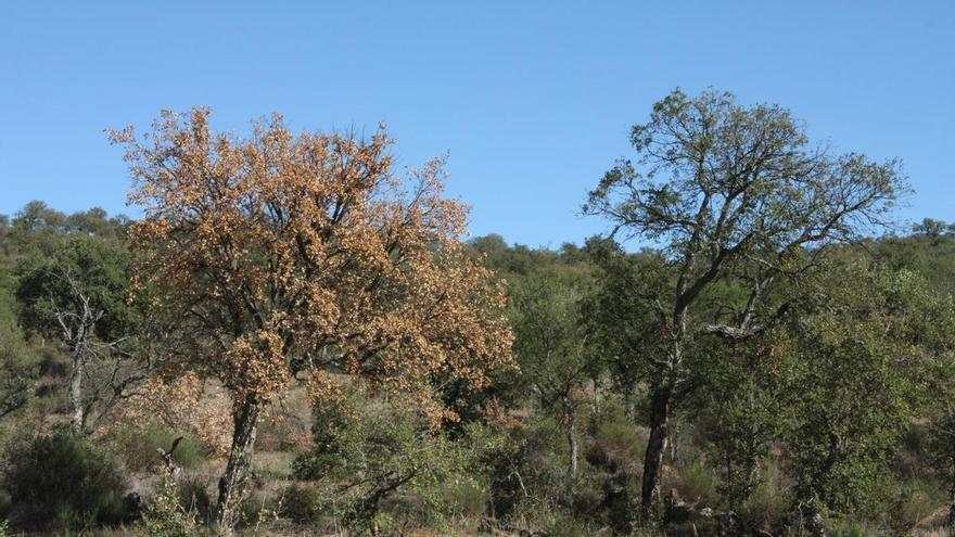 Cicytex activa alertas por WhatsApp ante el riesgo de seca en encinas y alcornoques de Extremadura