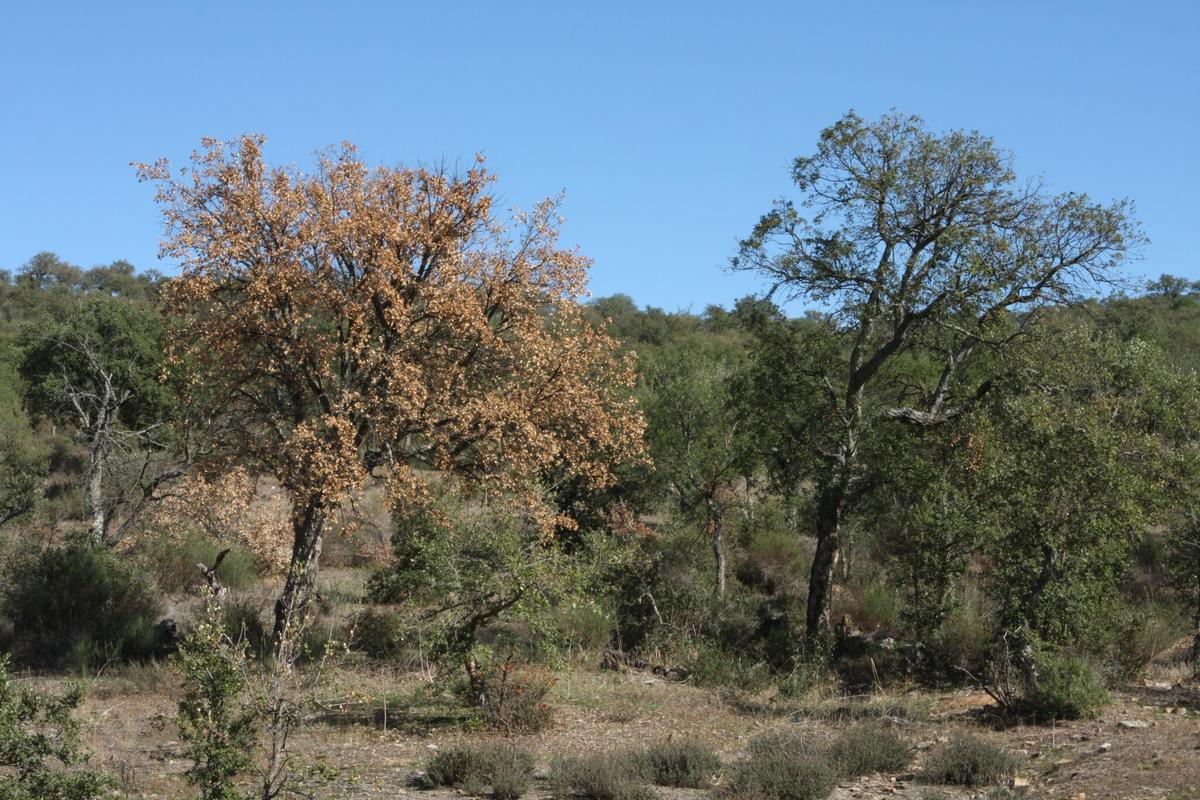 Una encina enferma de seca, en una imagen de archivo.