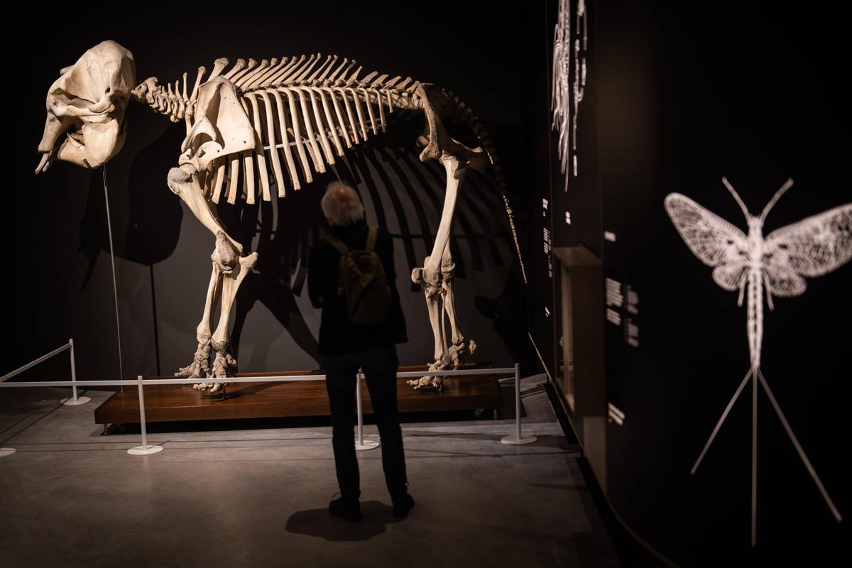 L'Avi, icónico elefante de la Barcelona de hace un siglo, que en realidad era una hembra.