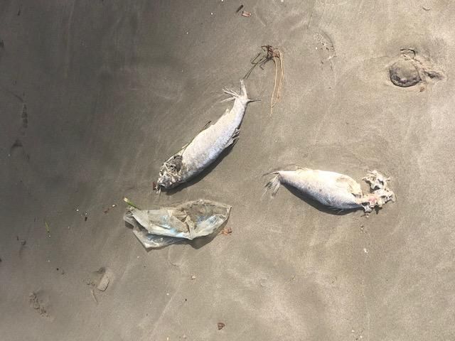Llegan atunes muertos a las playas de La Manga