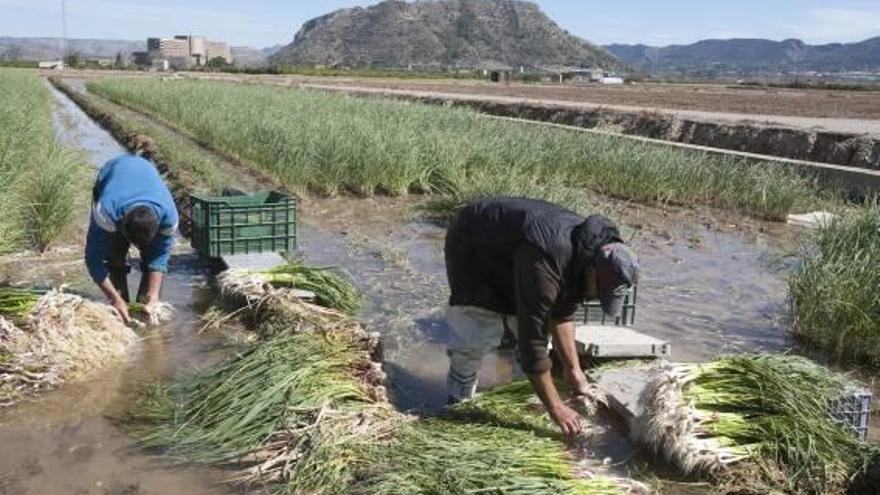 Larga vida al«all tendre»