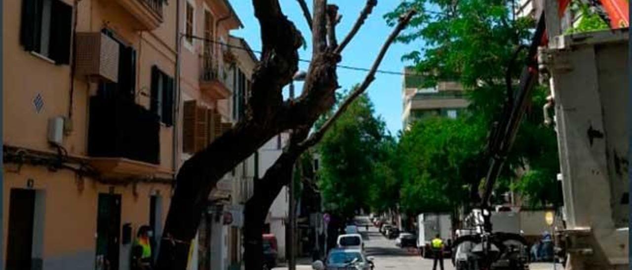 La poda ha dejado sin ramas a estos árboles de Santa Catalina.