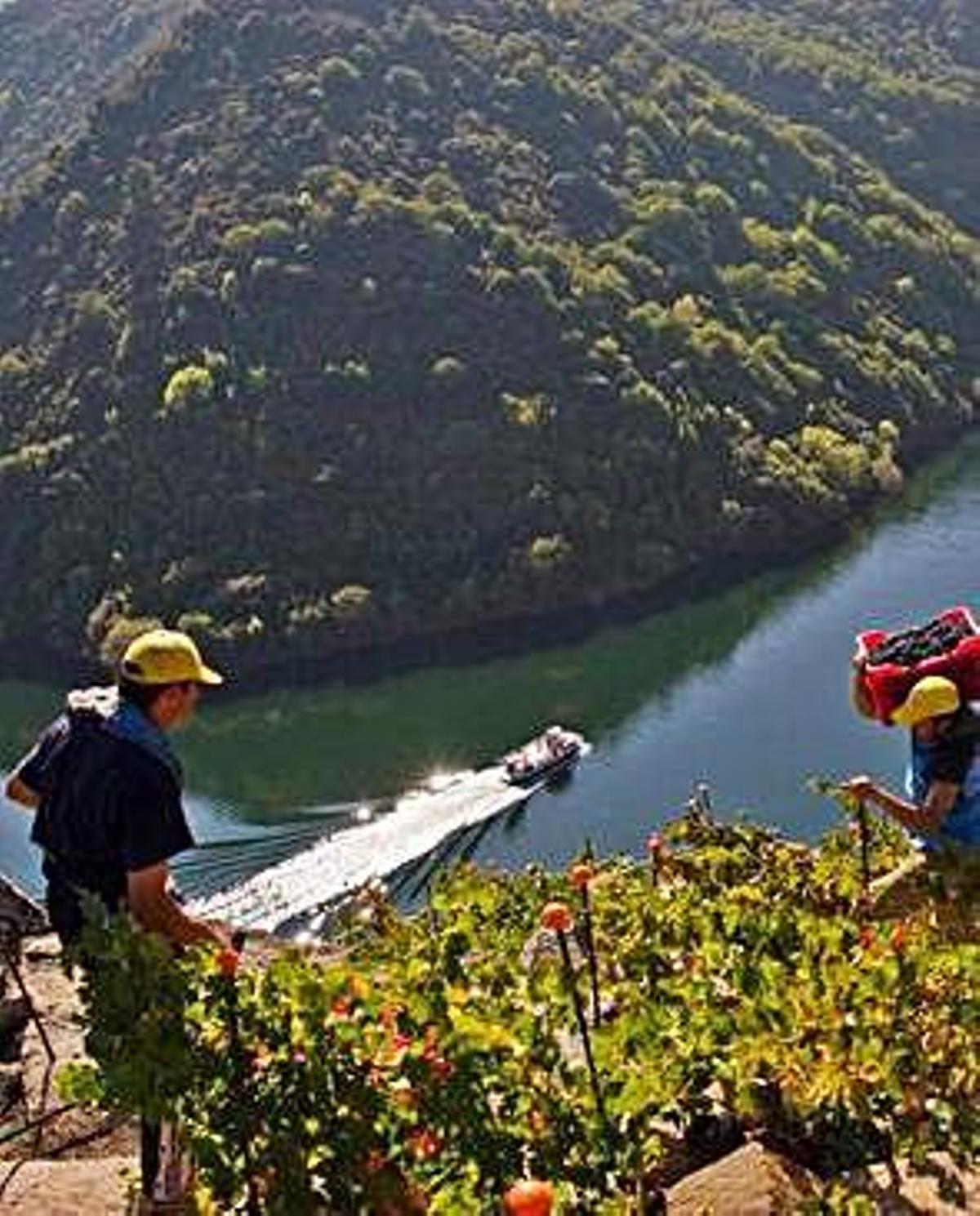 Los paisajes del vino Patrimonio de la Unesco