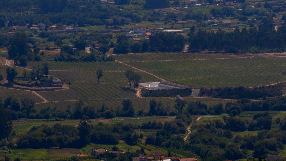 Viñedos jóvenes en O Salnés.