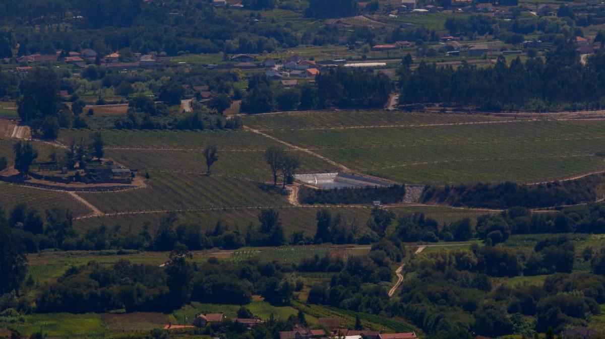 Pendientes de las nuevas plantaciones que estrenan producción
