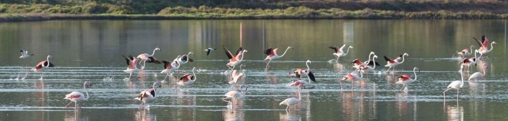 Flamencos en Ibiza