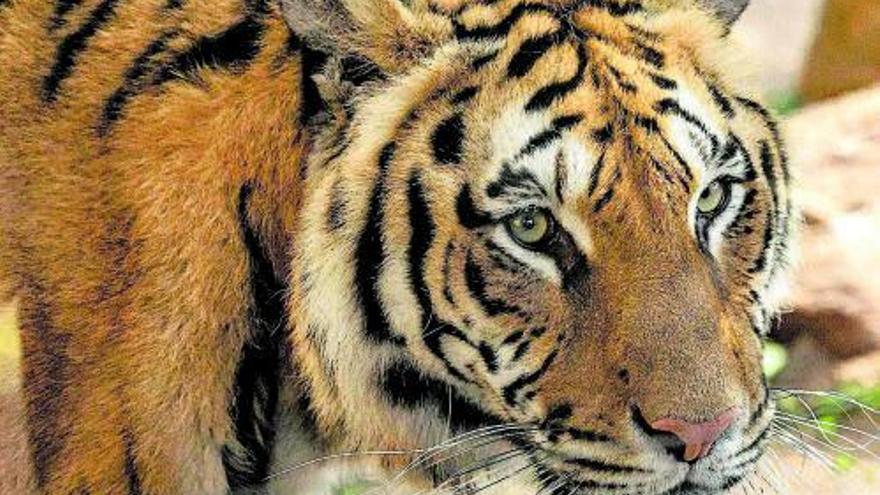 El tigre de bengala ‘Manito’ fue criado con biberón tras morir su madre en el parto.