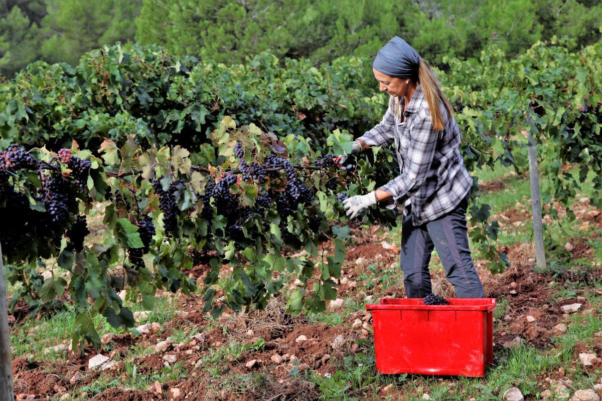 50 Viticultores del Penedès