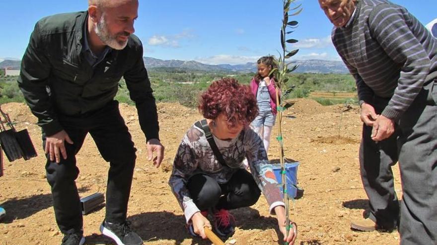 El Baix Maestrat protege sus tesoros milenarios con el estreno de ‘El Olivo’