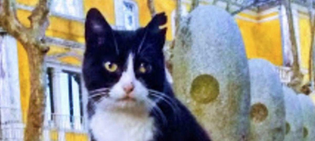 Animales en casos de violencia de género