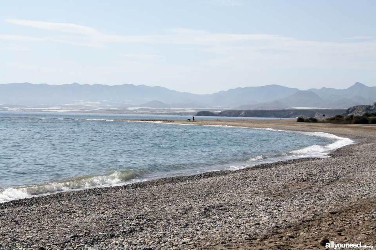 Playas para perros en la Región de Murcia
