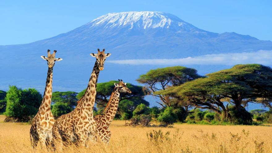 Tres safaris que no puedes perderte en Tanzania: aventura en la sabana africana