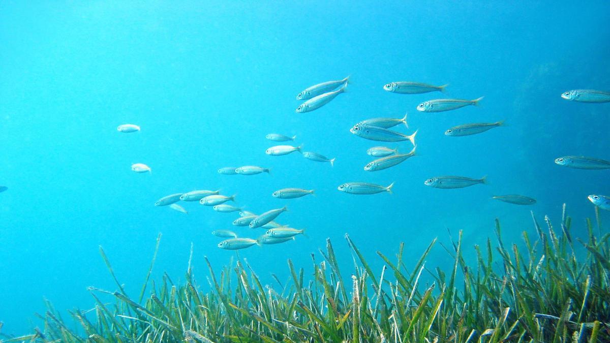 Imagen de archivo de la posidonia