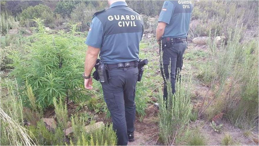 Cinco detenidos por cultivar 290 plantas de marihuana
