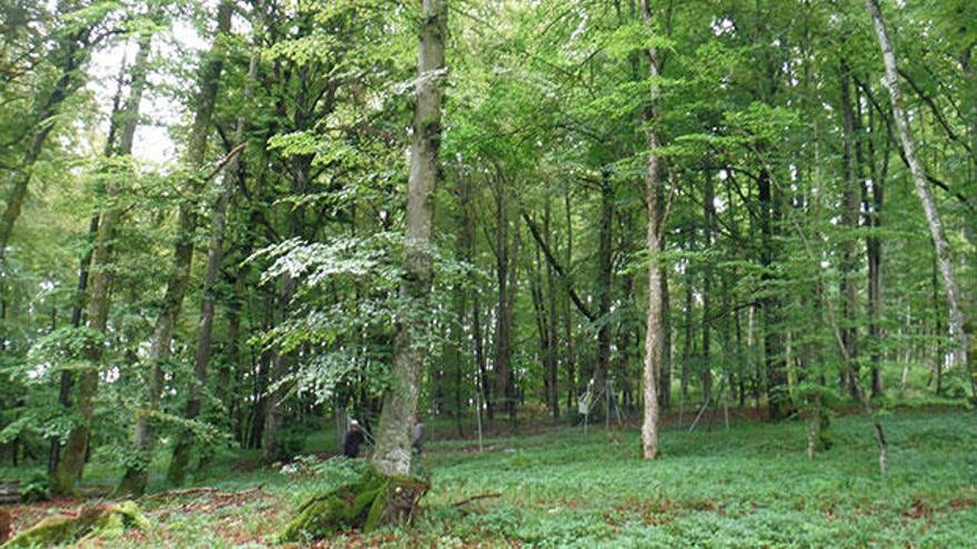 Cómo mejorar la gestión forestal para que los bosques ofrezcan más servicios