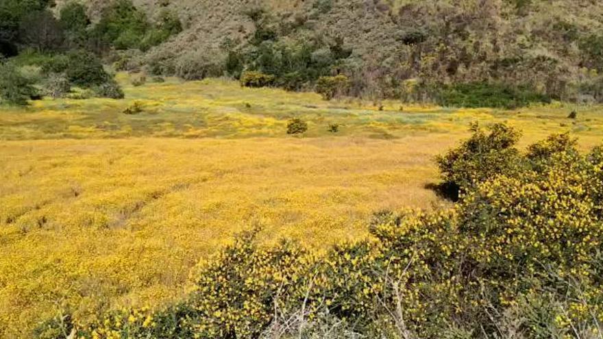 Tiempo en Canarias | Así está el tiempo en las medianías de Gran Canaria