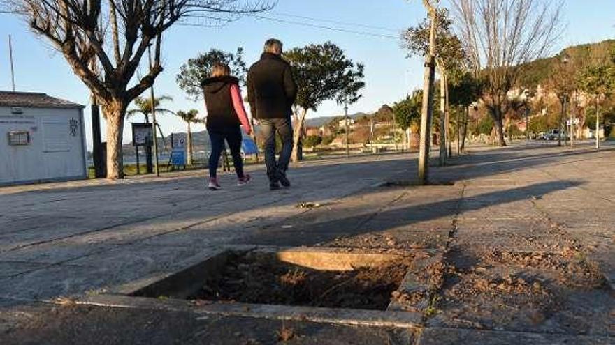 Alcorque de uno de los árboles arrancados en el paseo marítimo. // FdV