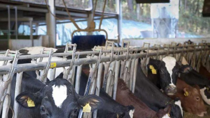 Vacas de una granja de leche en Galicia. // Fran Martínez
