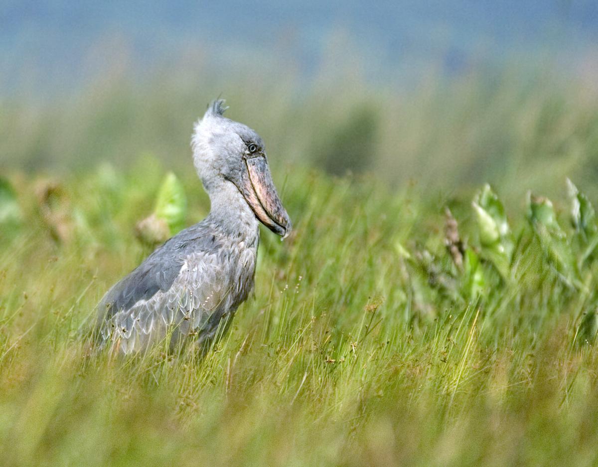 Mabamba, situado a orillas del Lago Victoria en Uganda, es un ecosistema fascinante conocido principalmente como uno de los mejores lugares del mundo para avistar al enigmático picozapato, un ave ave imponente que parece sacada de la época de los dinosaurios. Es esquiva, puede medir más de un metro de altura y tiene una mirada intimidante.