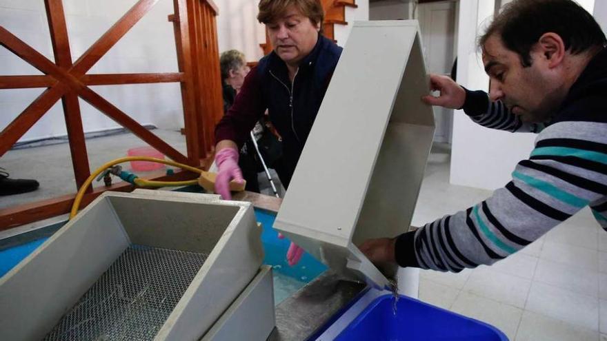 Pedro Gutiérrez y José Ramón Pintado, con una caja con angulas capturadas el segundo día. En el centro, una muestra. A la derecha, Pura Alvaré y Olegario Muñiz lavan angulas en La Arena.