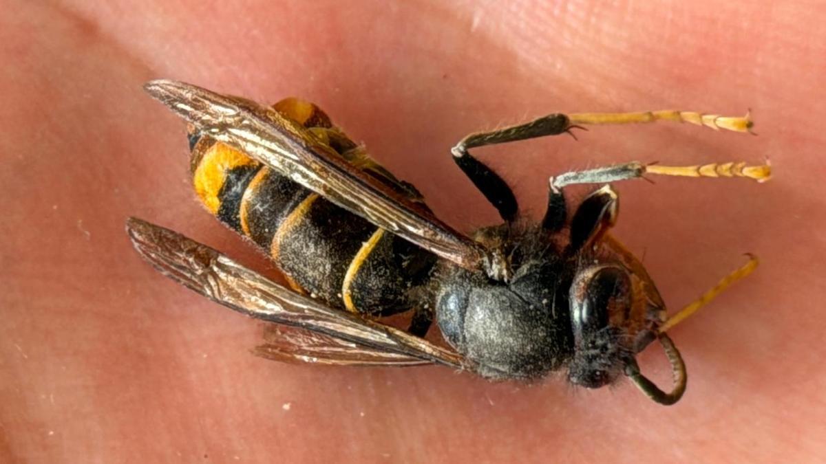 Aparece el primer nido de avispa asiática en la provincia de València