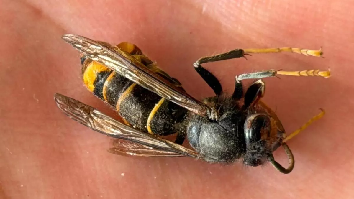 Hallan en Gilet el primer nido de la avispa asiática "asesina" en la provincia de València