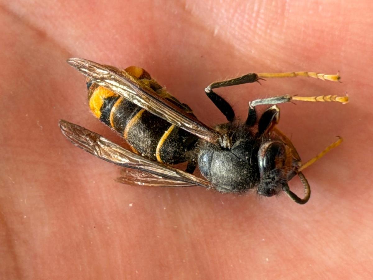 Aparece el primer nido de avispa asiática en la provincia de València