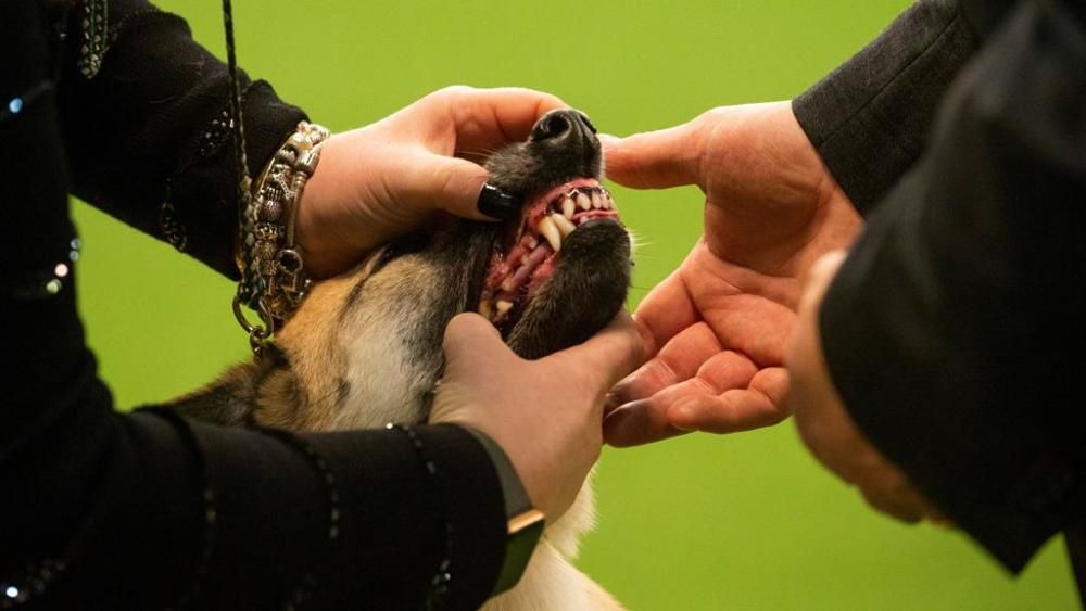 El Westminster Kennel Club, un dels shows de gossos de raça més importants del món