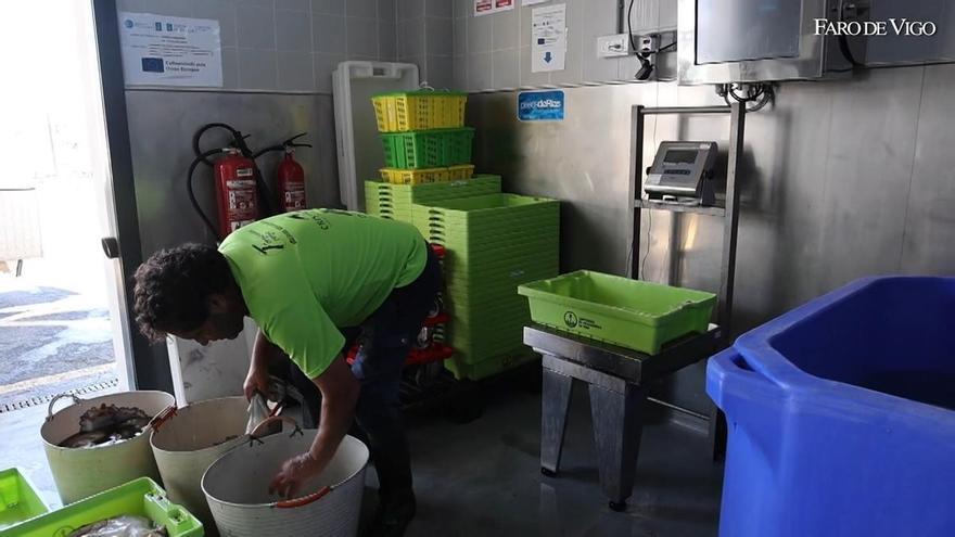 Se reanudan las capturas de pulpo tras la veda