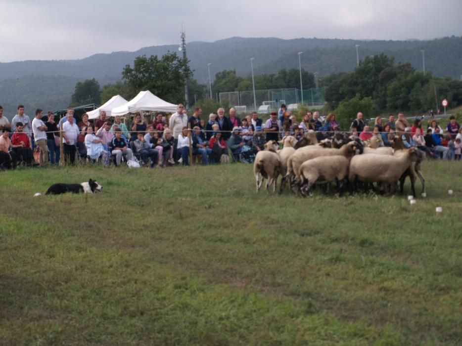 Concurs de gossos d'atura de Castellterçol