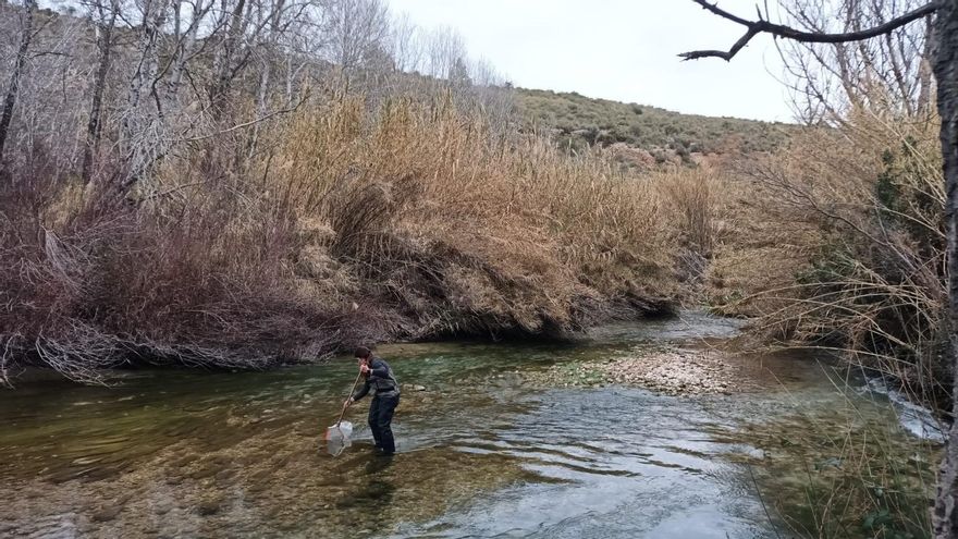 Amenaza en el río Segura: detectan la presencia de mejillón cebra en Calasparra