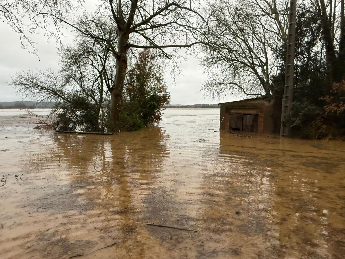 Camps d'arrossars inundats a Pals.