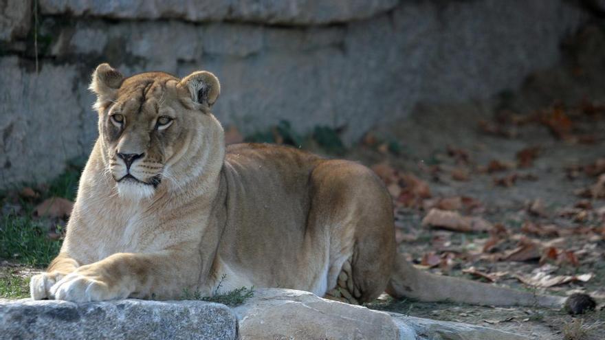 Muere con 18 años el último ejemplar de leona de A Madroa
