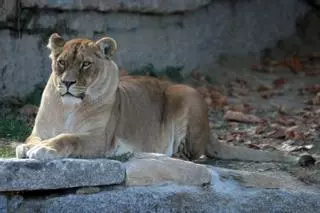 Muere con 18 años el último ejemplar de leona de A Madroa