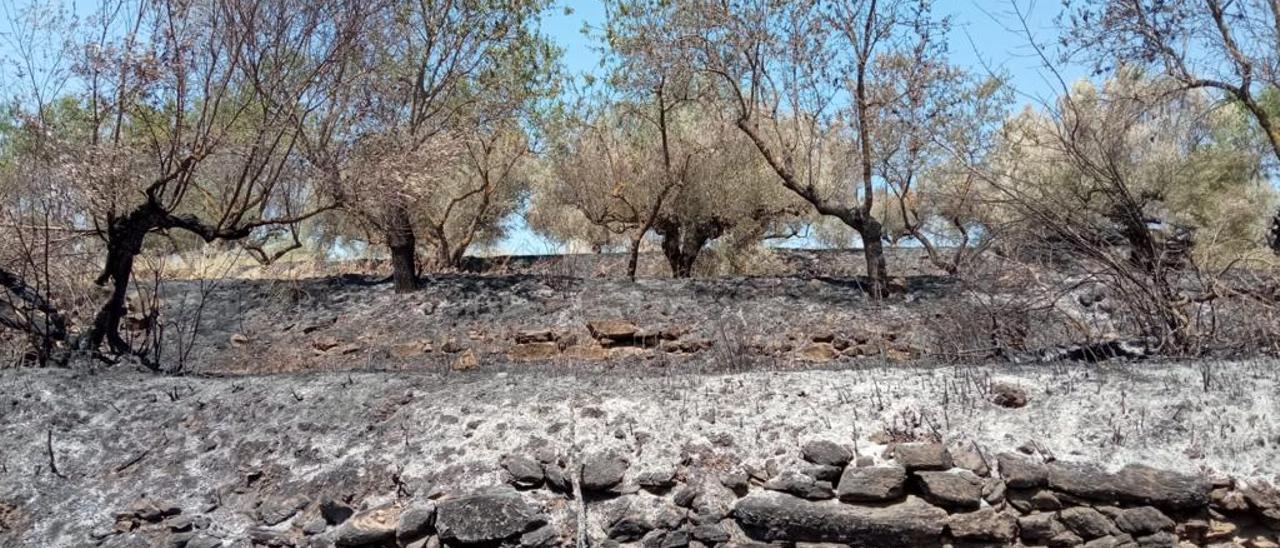 Zona quemada en el entorno de Caudiel tras el último incendio.