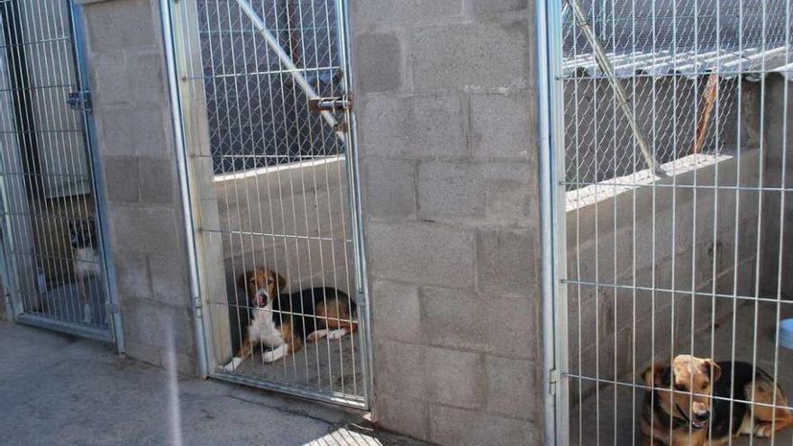 Algunos de los perros que han estado en el Centro de Acogida de Animales Abandonados de Benavente.