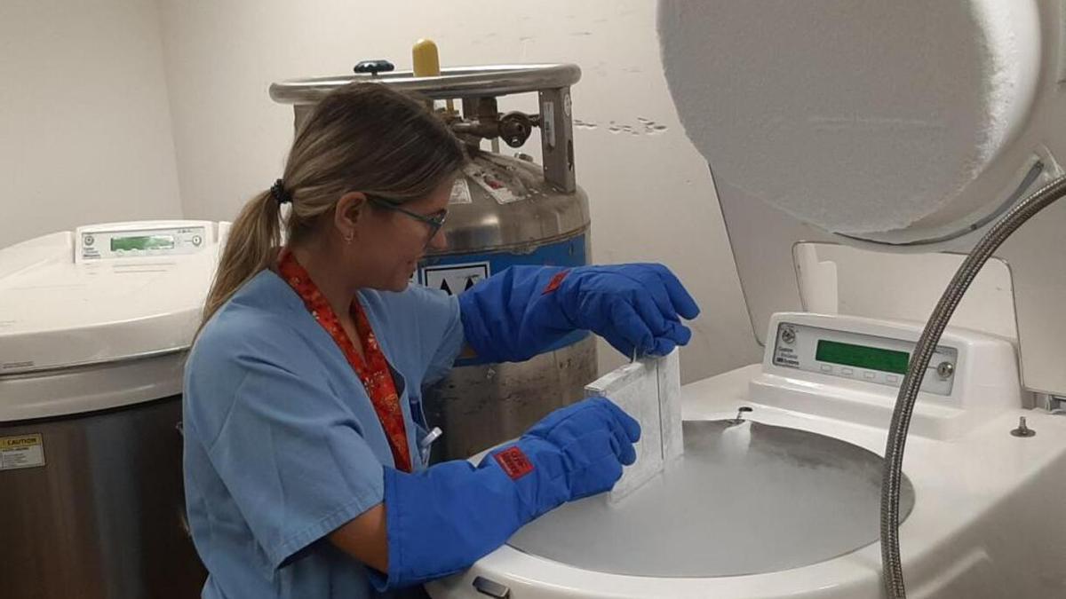 El Clínico supera el centenar de pacientes de las terapias CAR-T.