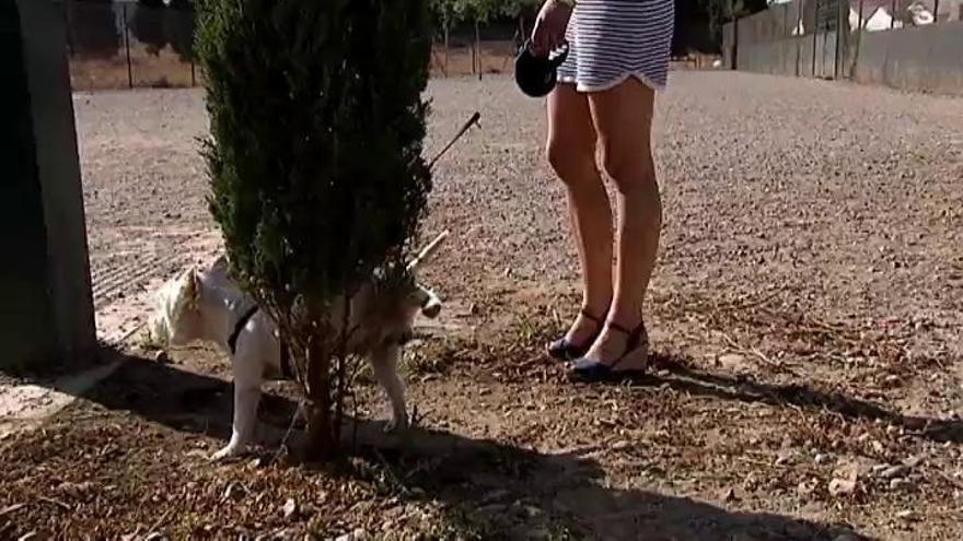 El Ayuntamiento instala un parque canino en una fosa común de la Guerra Civil