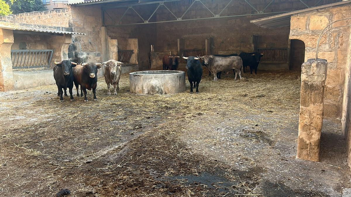 Los toros ya están en los corrales del Coliseo Balear