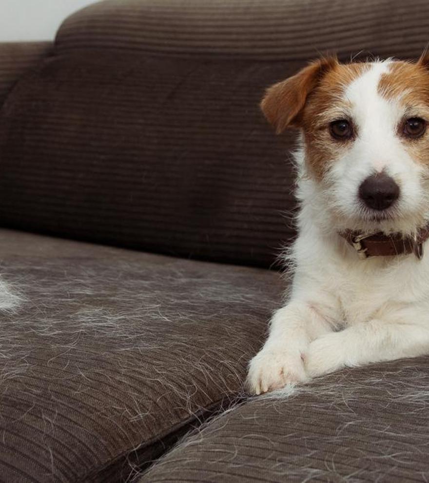 Un objeto que tienes en casa es perfecto para meter en la lavadora y eliminar los pelos de tu mascota