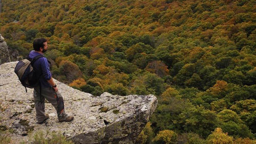 El hayedo del Moncayo será Arboleda Singular