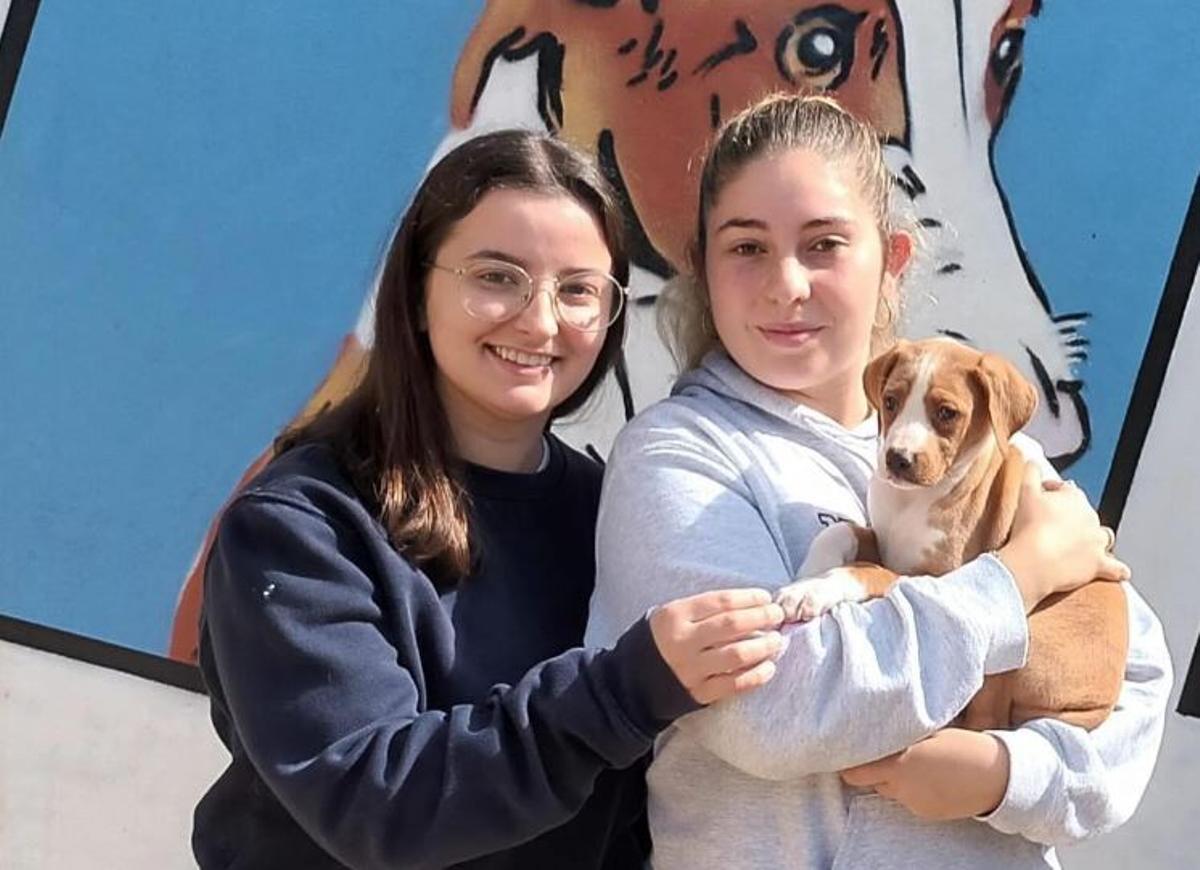 En sa Coma hay unos 50 perros que buscan familia