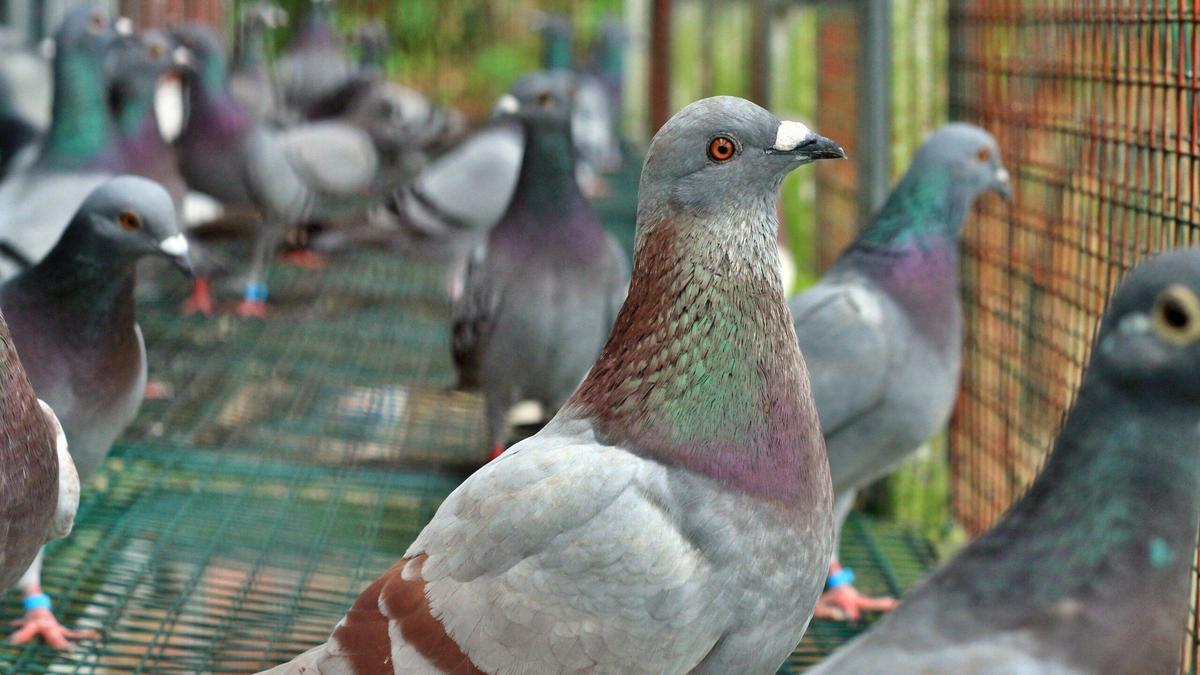 Palomas entre redes.