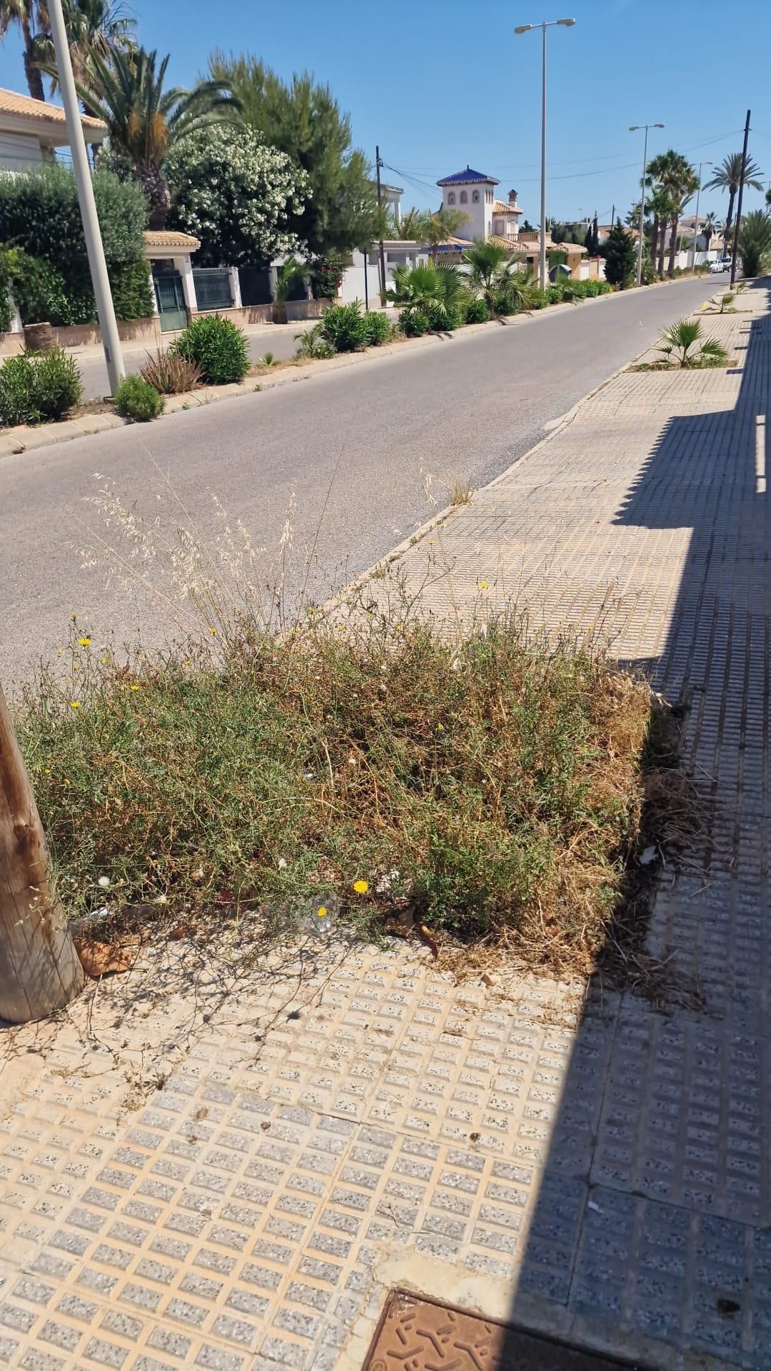 Una jungla sobre el asfalto de Orihuela Costa