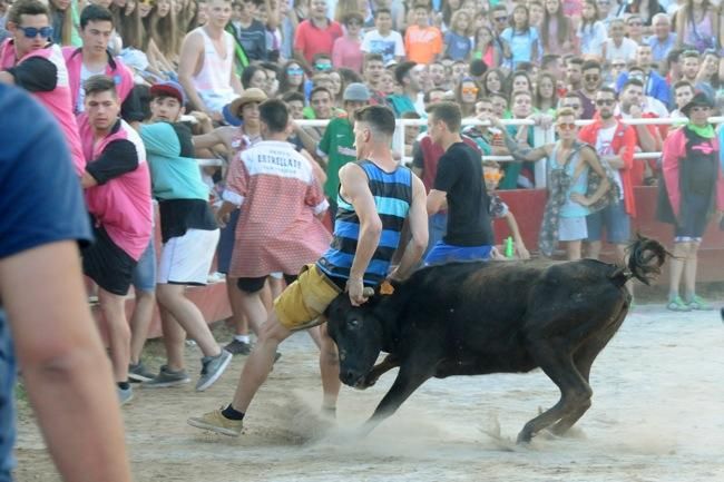 Les vaquetes de la festa major de Santpedor