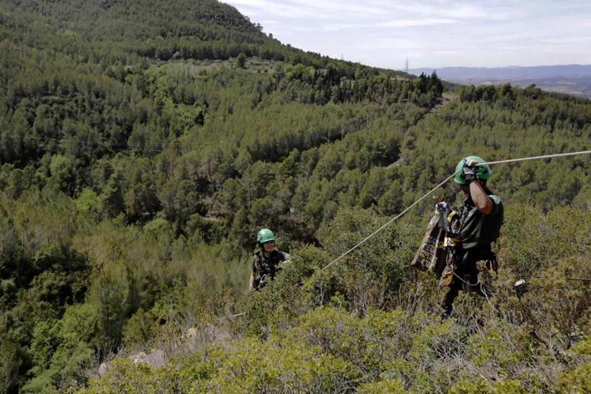 Agentes rurales anillan halcones peregrinos en el Penedès