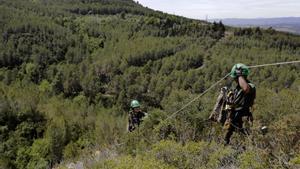 Agentes rurales anillan halcones peregrinos en el Penedès