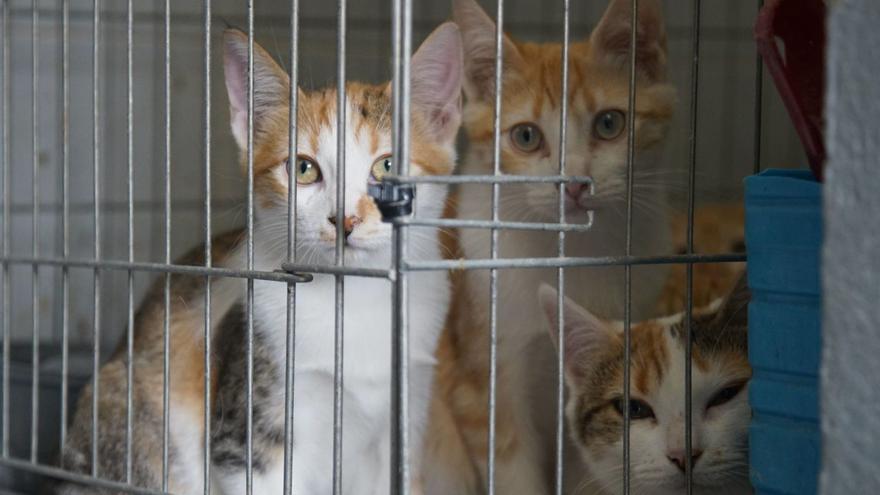 El presupuesto del refugio de Bando se queda corto para la exigencia de que los gatos lleven microchip